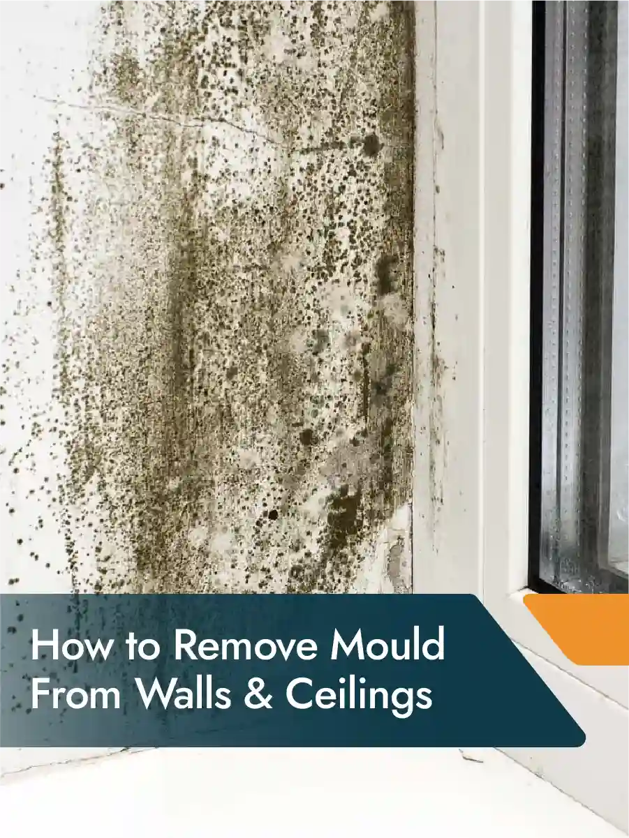 Professional mould removal from walls and tiled areas